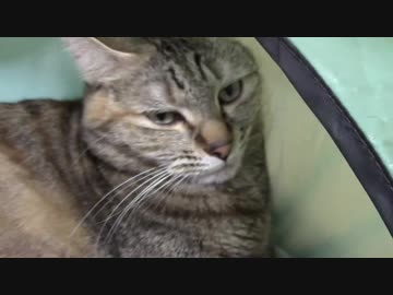 拾いねこ＠生後1902/1869日目　厚揚げアコさん。