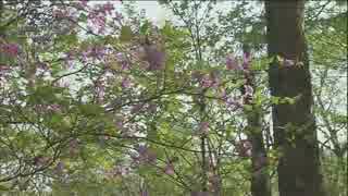 立石明紀　綺麗な花の映像