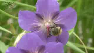 綺麗な花の映像　立石明紀