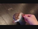 宝物を隠すカワウソちぃたん