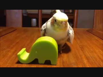 トントンして去るオカメインコ