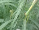 オオカマキリ、生きる為に！（自宅の庭）