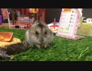 【世界初】ハムスターと夏祭り 後編