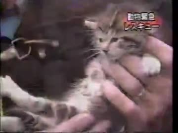 かわいい動物90年代
