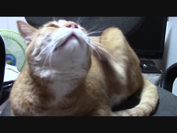 拾いねこ＠生後1903/1870日目　かいかいかいかいかいかい