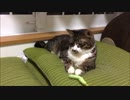 【こげつく】ねこじゃらしそれぞれ