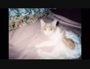 【 子猫 】子猫の全身はバネで出来ている　その20