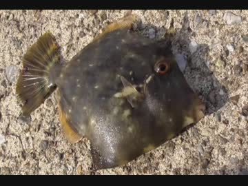 釣り動画ロマンを求めて 86釣目（花暮岸壁）