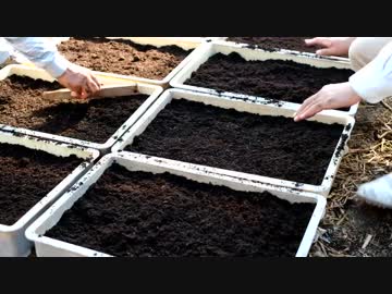 きゅうり栽培実況動画vol.3　　きゅうりの種をまく
