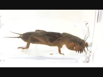 蟻戦争＃172 土堀り名人オケラの実力～能力の代償～編