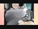かわいすぎる猫でボケて！その2