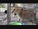 リアルサーバル　もゃんもゃんもゃんもゃんもんもー