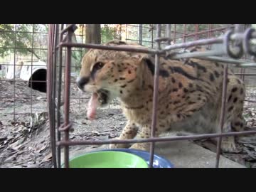 リアルサーバル　もゃんもゃんもゃんもゃんもんもー