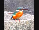 カワセミ
