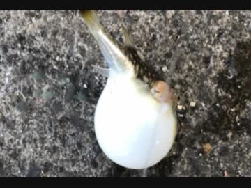 釣り動画ロマンを求めて 87釣目：前半（湘南大堤防）