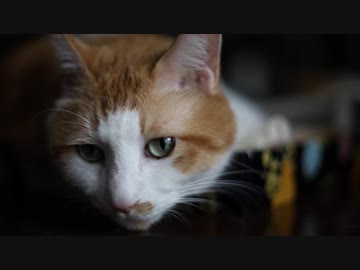 残暑と猫の日常