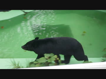 新しい遊びを見つけたツキノワグマ