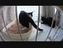 【Jean & Pont 549】子猫キタ〜！ 暴れたぁ〜！ ３時間は安静に放置