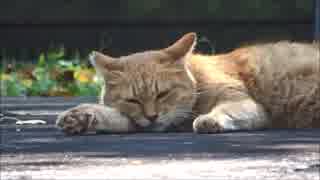 石清水八幡宮のねこ