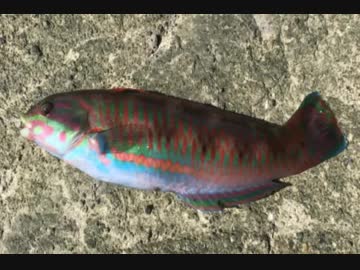 釣り動画ロマンを求めて 87釣目：後半（江ノ島：表磯）