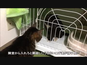 【こげつく】ジェントルメンの来訪