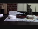 こんしゅうのおやつ【蒼民家の猫々】