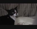【Jean & Pont 550】怖がり保護子猫達の不安な夜はふける