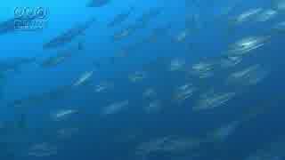 立石明紀　魚の群れの映像