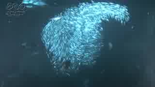 立石明紀　中々見れない魚の群れの映像