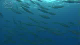立石明紀　中々見れない魚の群れの動画