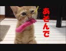 【子猫】茶トラと遊んでみた