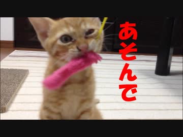 【子猫】茶トラと遊んでみた