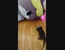 凝視！カワウソちぃたん☆を見つめるニホンカワウソのしんじょう君