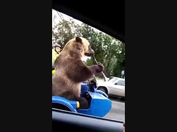 【おそロシア】バイクのサイドカーで突如ラッパを吹き始めるクマ