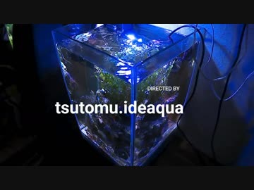 シンプルな海水水槽