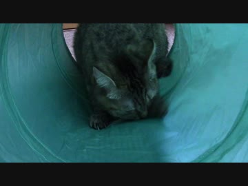 拾いねこ＠生後1906/1873日目　新しいアコツキグッズ。