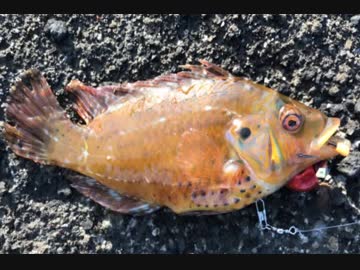 釣り動画ロマンを求めて 88釣目：（諸磯：前編）