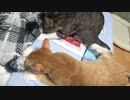無事手術終わりましたの報告動画。