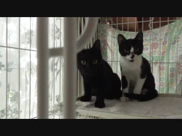 【Jean &amp; Pont 555】子猫の遊び心をくすぐって楽しい気分をUP！