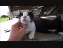 猫を撫で回す
