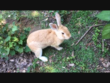 うさぎ好きの楽園 大久野島へ