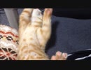 子猫の毛づくろいがめっちゃ幸せそう