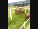 kobe dobutu okoku Dog event(神戸どうぶつ王国ドッグショー)　9/15