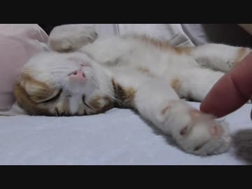 へそ天で添い寝してくる猫