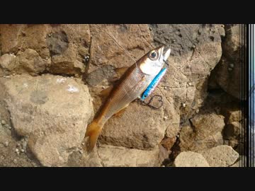 釣り釣られ『ショアスローはじめました。』