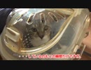 去勢・避妊手術へ出発！リラックスモードから？？？な子猫たち。