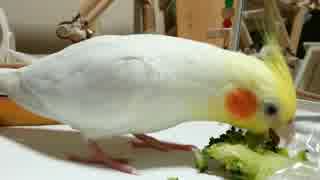 【オカメインコ】ブロッコリー食べるぅうう♪