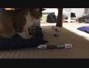 カプセルプラレールが猫に突撃してみた