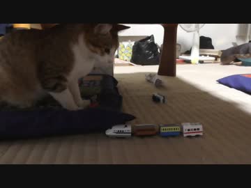 カプセルプラレールが猫に突撃してみた