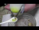我が家にインコさんがやってきた。